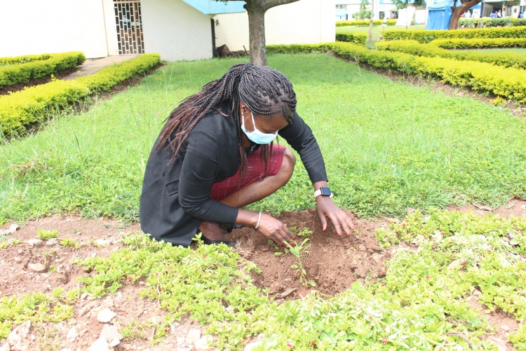 Staff takes part in tree planting at the CHS grounds.